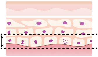 세포 - 에너지층 (기저층)
